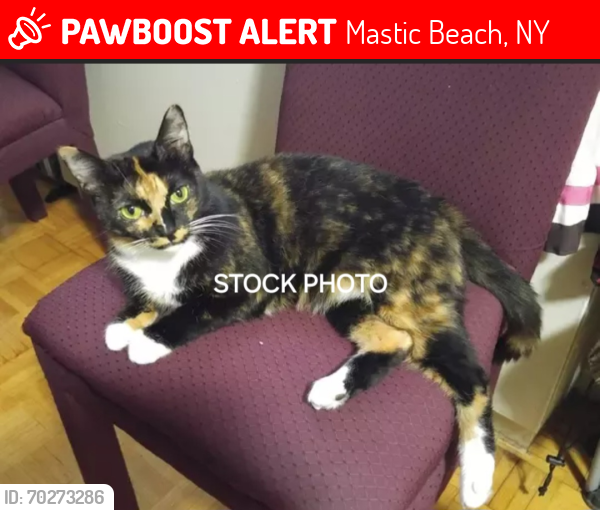 Lost Female Cat last seen Aspen Rd and Daisy Dr, Mastic Beach, NY 11951