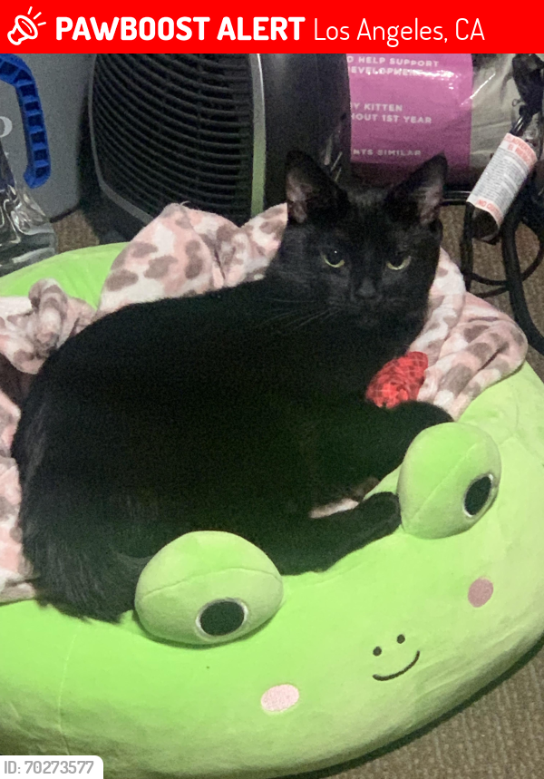 Lost Male Cat last seen Pinewood Ave & Tujunga canyon blvd , Los Angeles, CA 91042