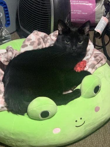 Lost Male Cat last seen Pinewood Ave & Tujunga canyon blvd , Los Angeles, CA 91042