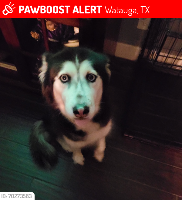 Lost Male Dog last seen Sunnybrook dr, Watauga, TX 76148