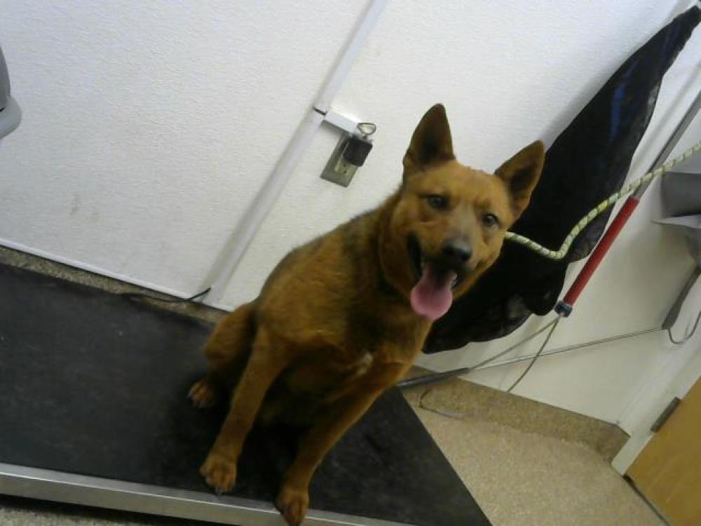 Shelter Stray Male Dog last seen , Albuquerque, NM 87105