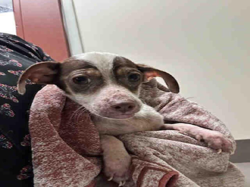 Shelter Stray Male Dog last seen HWY 79, Bonita, CA 91902