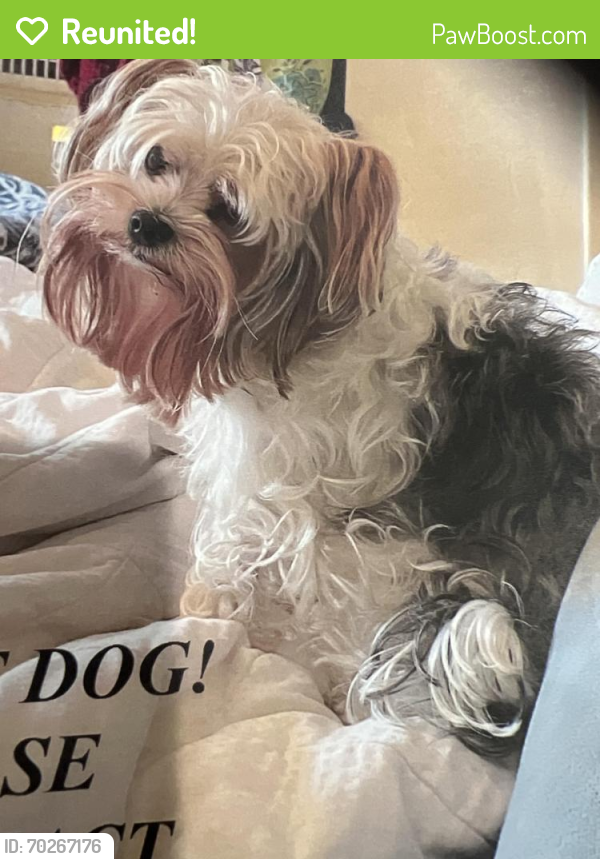 Reunited Male Dog last seen College ave., San Diego, CA 92115