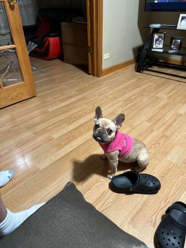 Lost Female Dog last seen Intersection of N Channing st and Park St. , Elgin, IL 60120