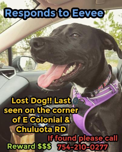 Lost Female Dog last seen Tractor supply, Orlando, FL 32820