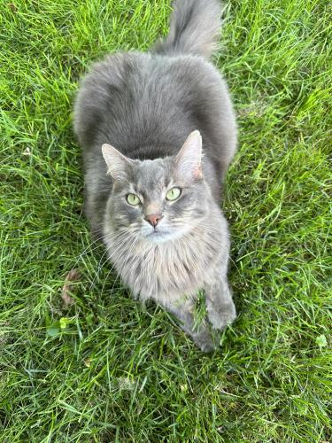 Lost Male Cat last seen Elizabeth Lake Rd, Waterford Township, MI 48328