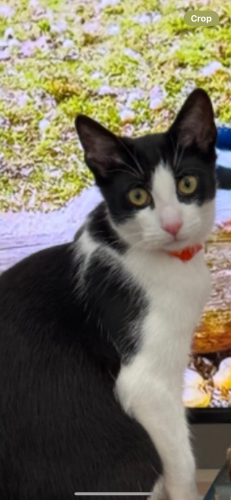 Lost Female Cat last seen Starr St and Willoughby Ave, Brooklyn, NY 11221