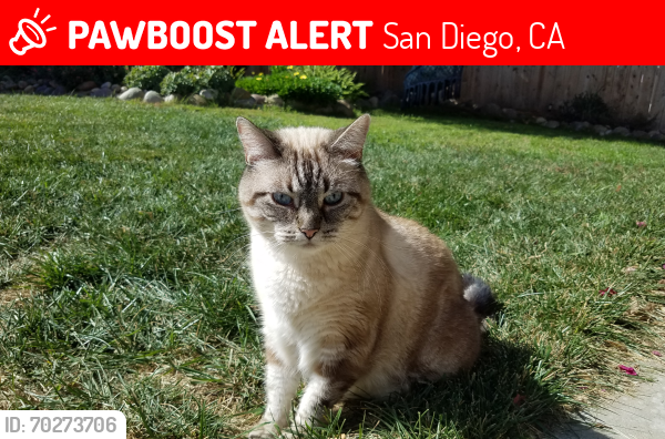 Lost Male Cat last seen Near Salmon River Rd. and Adolphia, San Diego, CA 92129