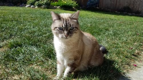 Lost Male Cat last seen Near Salmon River Rd. and Adolphia, San Diego, CA 92129