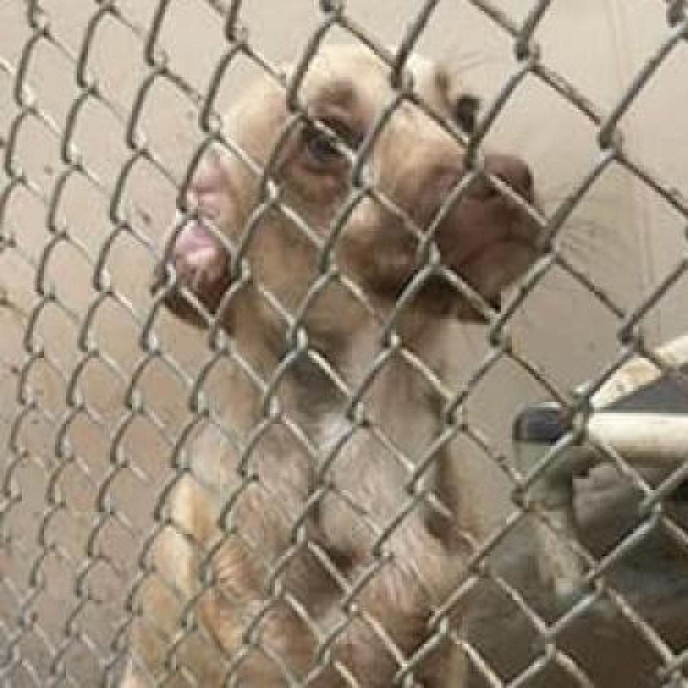 Shelter Stray Male Dog last seen , Cleveland, MS 38732