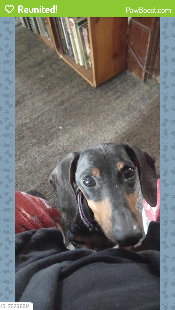 Reunited Female Dog last seen Walnut Creek Dr and Beacontree Dr, Columbus, OH 43224