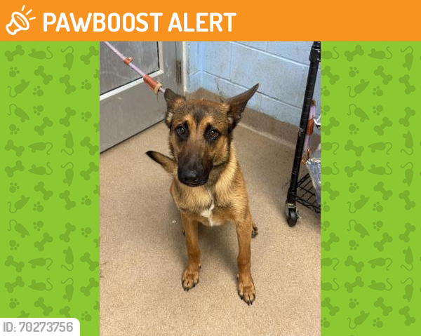 Shelter Stray Male Dog last seen Near Redwater Dr Decatur, 30035, 30032, GA, Chamblee, GA 30341