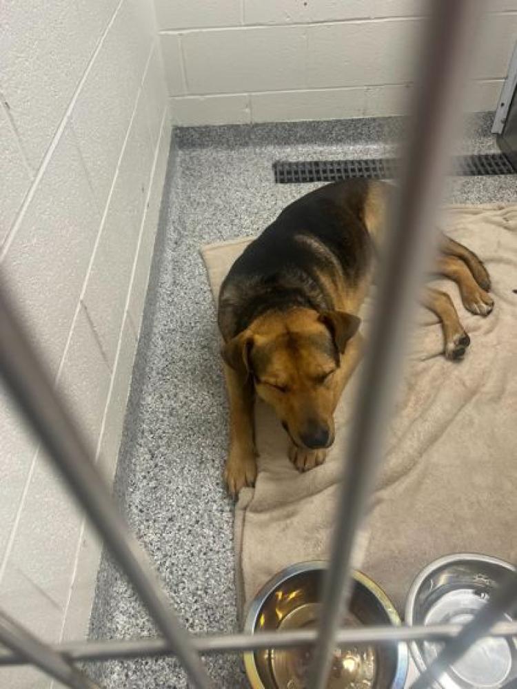 Shelter Stray Male Dog last seen Knoxville, TN 37931, Knoxville, TN 37919