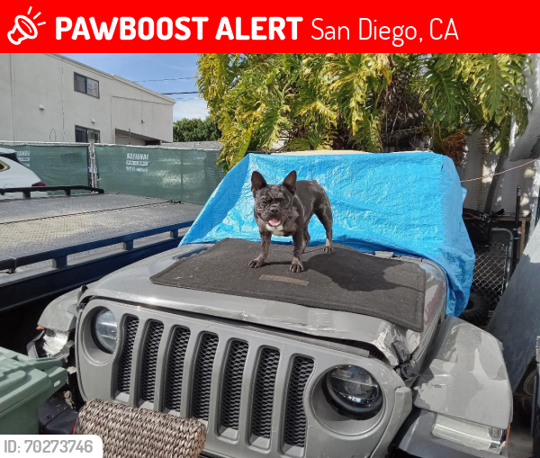 Lost Female Dog last seen Near el cajon blvd , San Diego, CA 92115