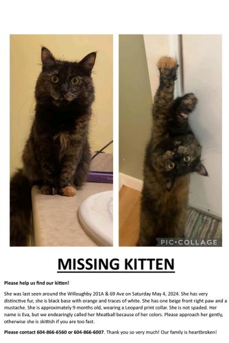 Lost Female Cat last seen 201A St & 69 Ave , Langley, BC 