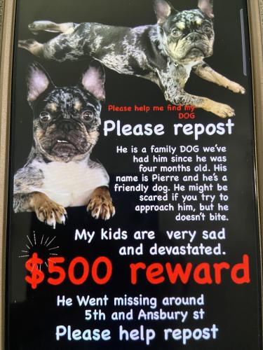 Lost Male Dog last seen 5th st & Ansbury st, Philadelphia, PA 19140