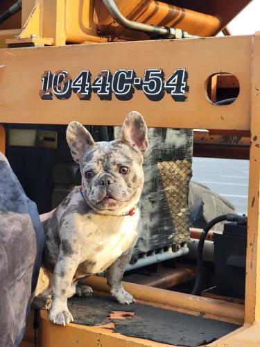 Lost Male Dog last seen Pawnee & Broadway, Wichita, KS 67211