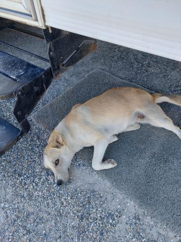 Found/Stray Female Dog last seen Arrowhead Lake rd and Welsh rd, Hesperia, CA 92345