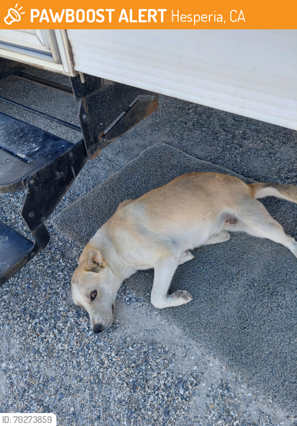 Found/Stray Female Dog last seen Arrowhead Lake rd and Welsh rd, Hesperia, CA 92345