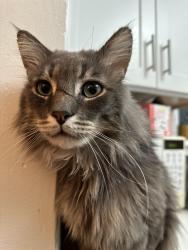 Reunited Male Cat last seen Near S 1300 E across from Sinclair gas station, Salt Lake City, UT 84105