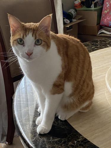 Lost Male Cat last seen Westminster and Rancho , Westminster, CA 92683