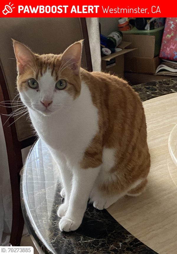 Lost Male Cat last seen Westminster and Rancho , Westminster, CA 92683