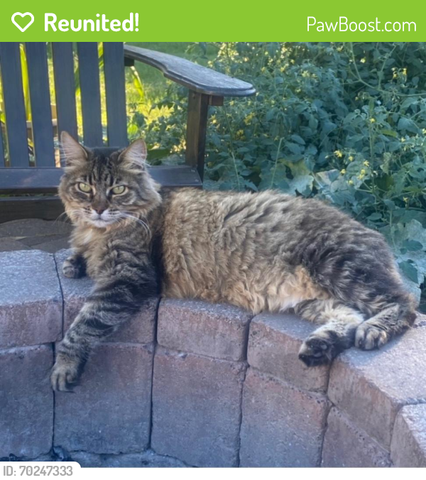 Reunited Female Cat last seen SE 10th Ave & Pine Street, Canby, OR, 97013, Canby, OR 97013