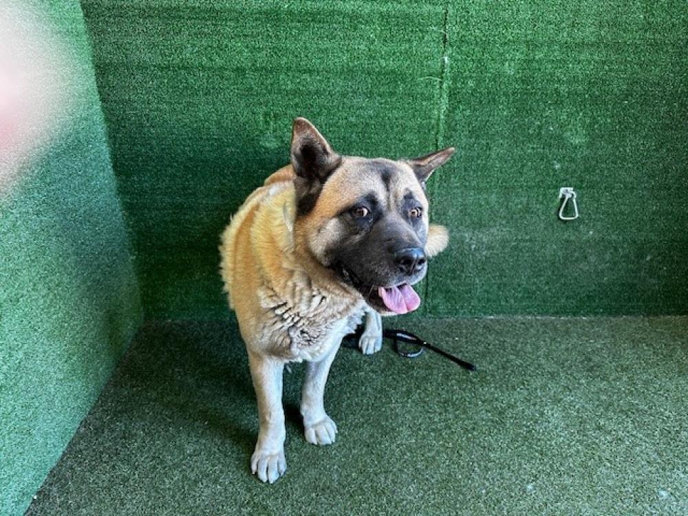 Shelter Stray Male Dog last seen , Quartz Hill, CA 93536