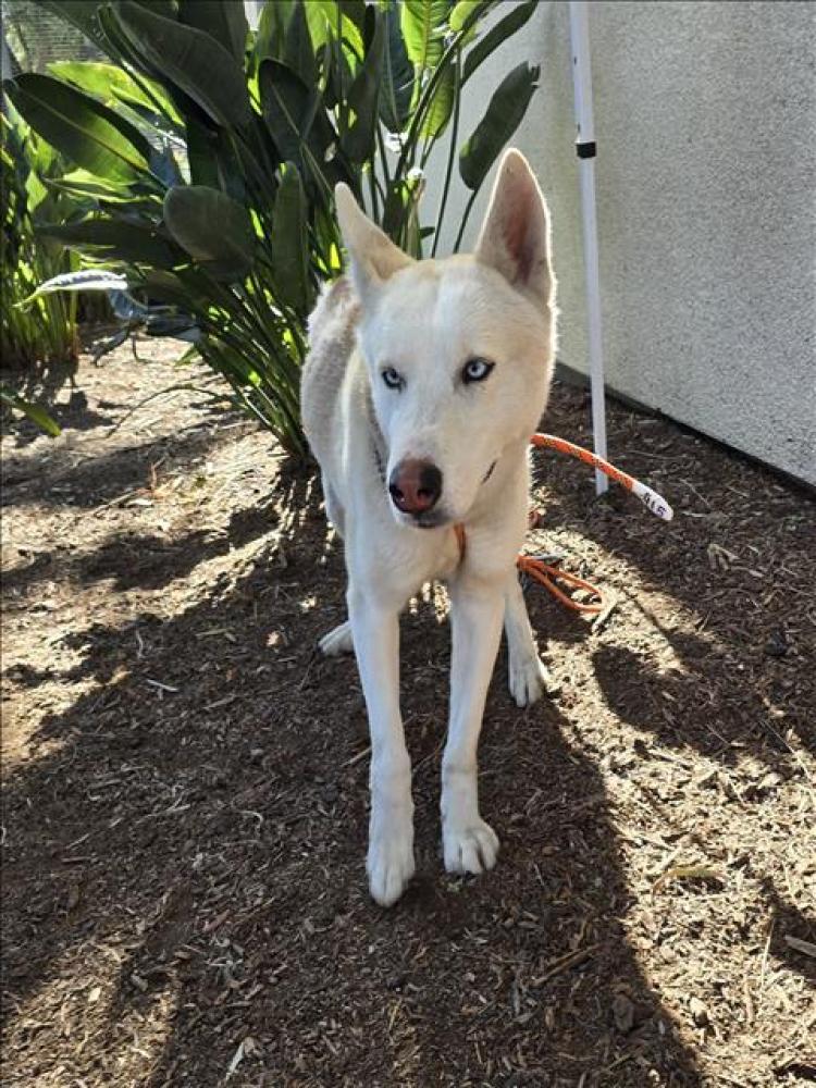 Shelter Stray Female Dog last seen , San Pedro, CA 90731