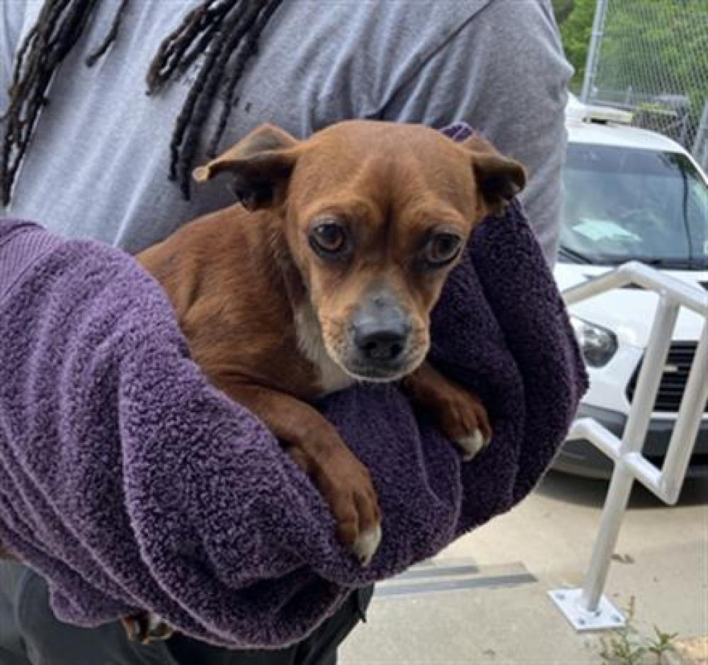 Shelter Stray Male Dog last seen Near BLOCK LAURA ST, TALLAHASSEE FL 32305, Tallahassee, FL 32311