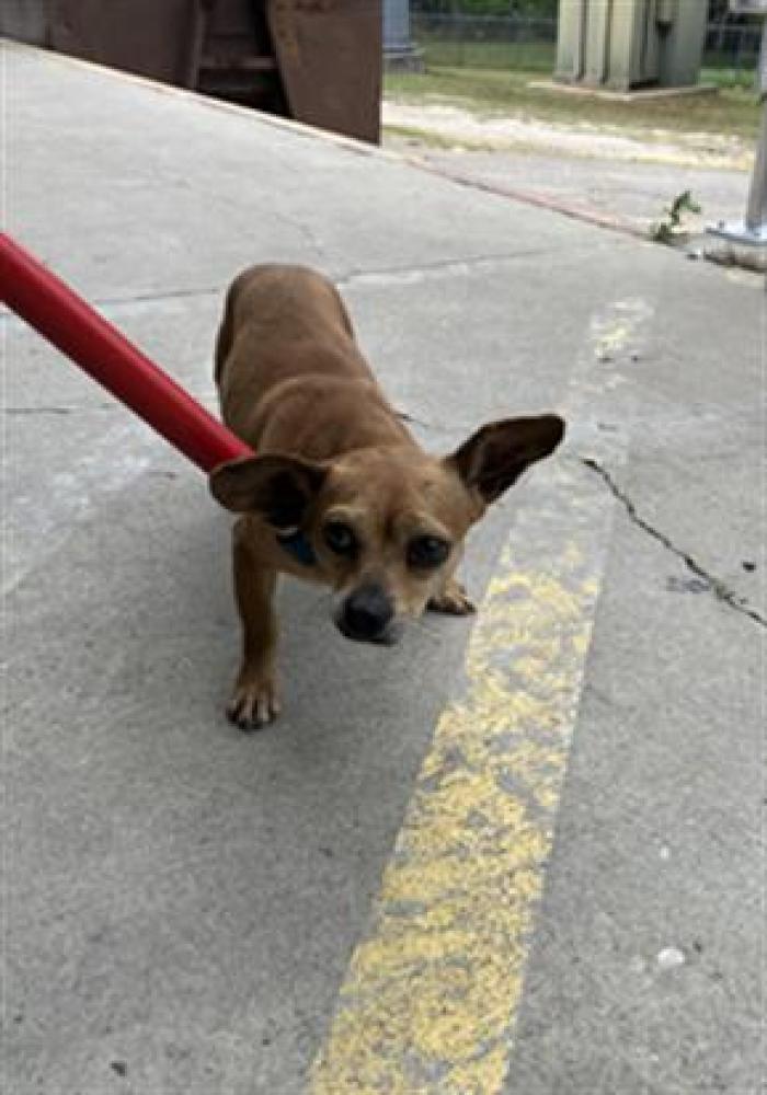Shelter Stray Male Dog last seen Near BLOCK LAURA ST, TALLAHASSEE FL 32305, Tallahassee, FL 32311