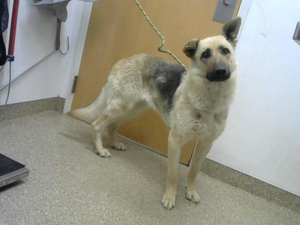 Shelter Stray Female Dog last seen PAM DR. / LISA RD, Albuquerque, NM 87105