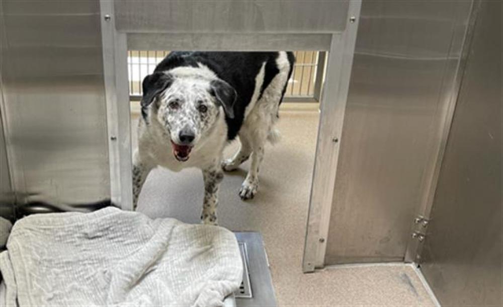 Shelter Stray Male Dog last seen E COLFAX AND SABLE BLVD AURORA CO 80011, Denver, CO 80223