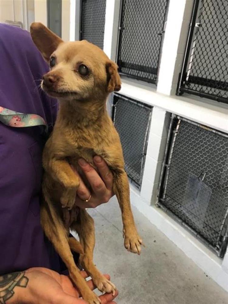 Shelter Stray Female Dog last seen 61ST ST & FRUITRIDGE RD, Sacramento, CA 95818