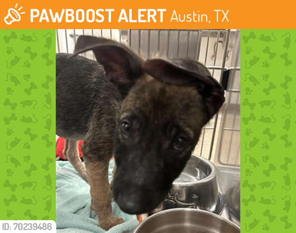 Shelter Stray Male Dog last seen THAXTON RD AND COULVER RD, Austin, TX 78702