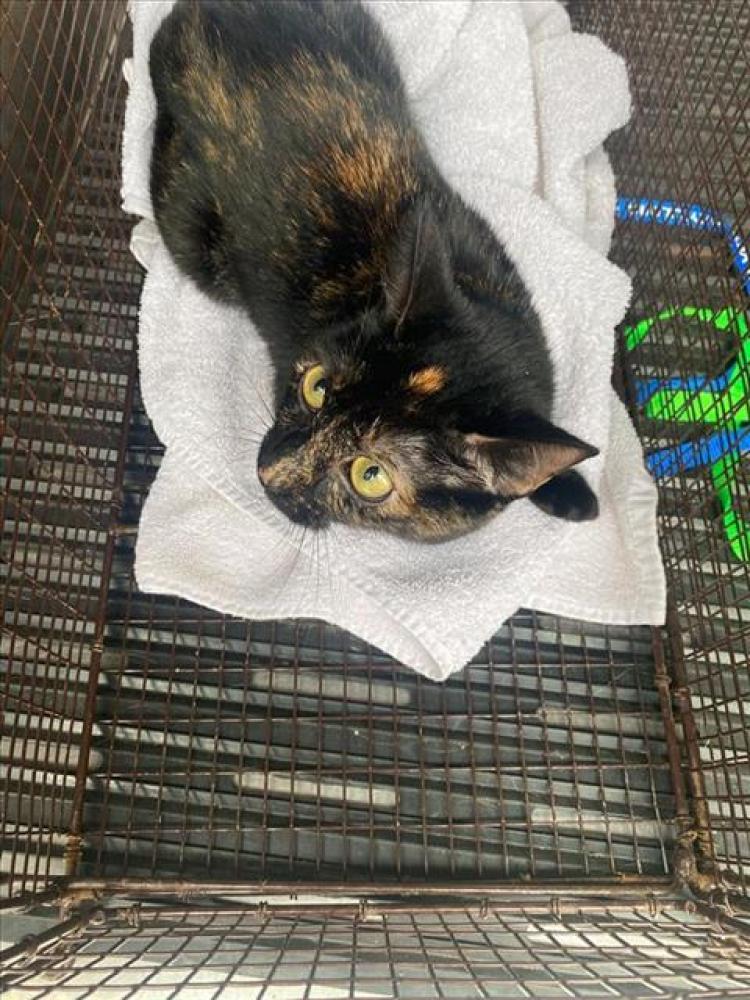 Shelter Stray Female Cat last seen Near BLOCK MELLOW MEADOWS, Austin, TX 78702