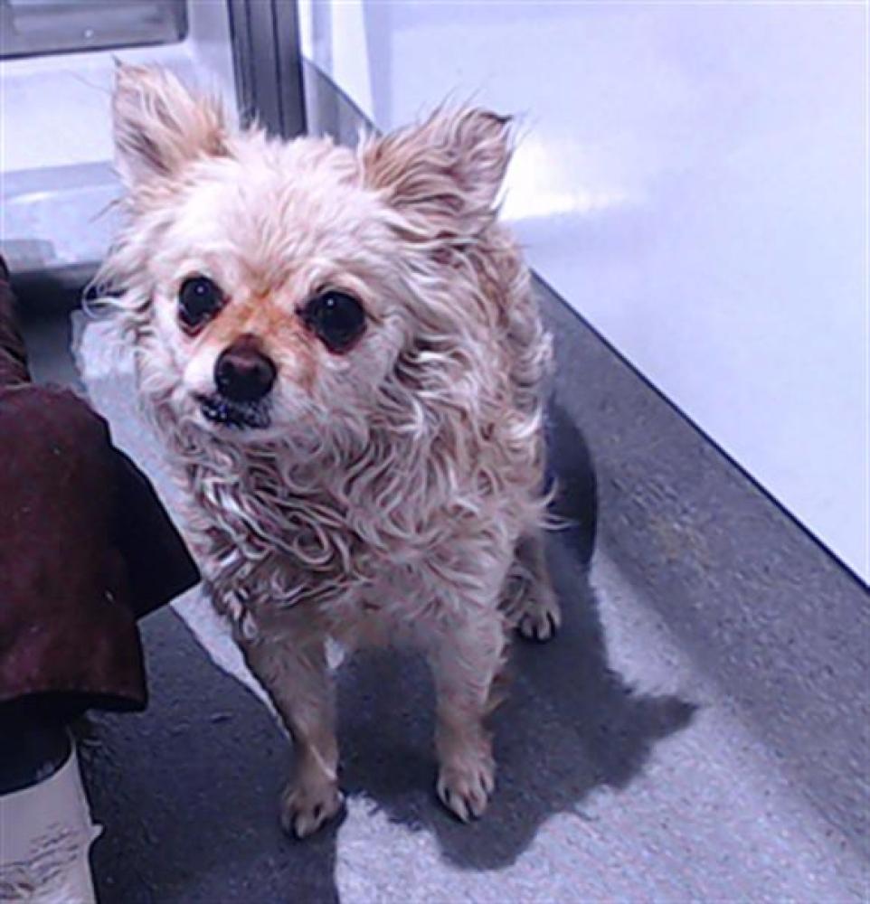Shelter Stray Female Dog last seen KEITH X CARROL, San Francisco, CA 94103