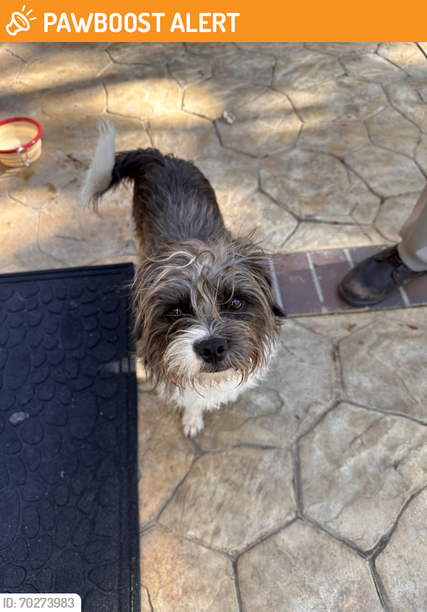 Found/Stray Male Dog last seen Kenyon Way and Fairwinds Court, Rancho Cucamonga, CA 91701