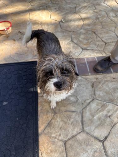 Found/Stray Male Dog last seen Kenyon Way and Fairwinds Court, Rancho Cucamonga, CA 91701