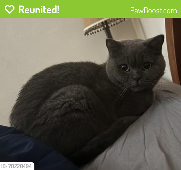 Reunited Female Cat last seen Nob hill guesthouse, San Francisco, CA 94108