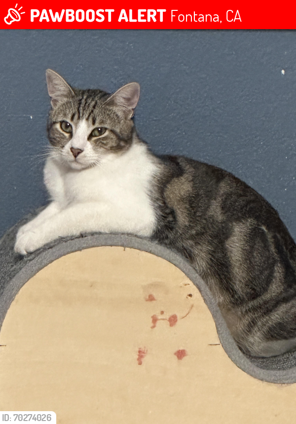 Lost Male Cat last seen Cherry, Fontana, CA 92336