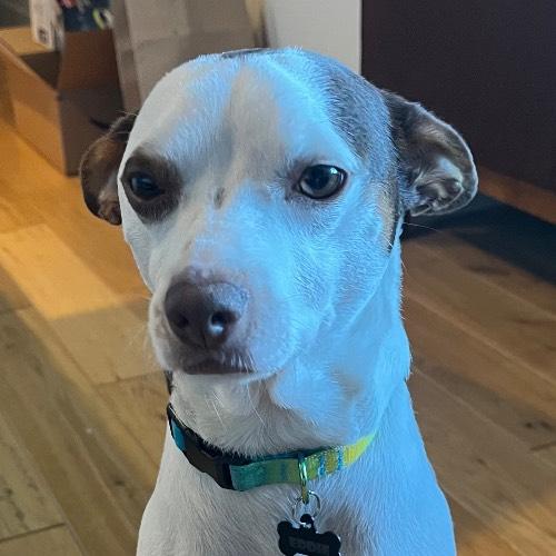 Lost Male Dog last seen Granville & 6th Ave Vancouver BC, Vancouver, BC V6H 3G1