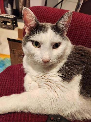 Lost Male Cat last seen Southern Ave, SE, Oxon Hill, MD 20745
