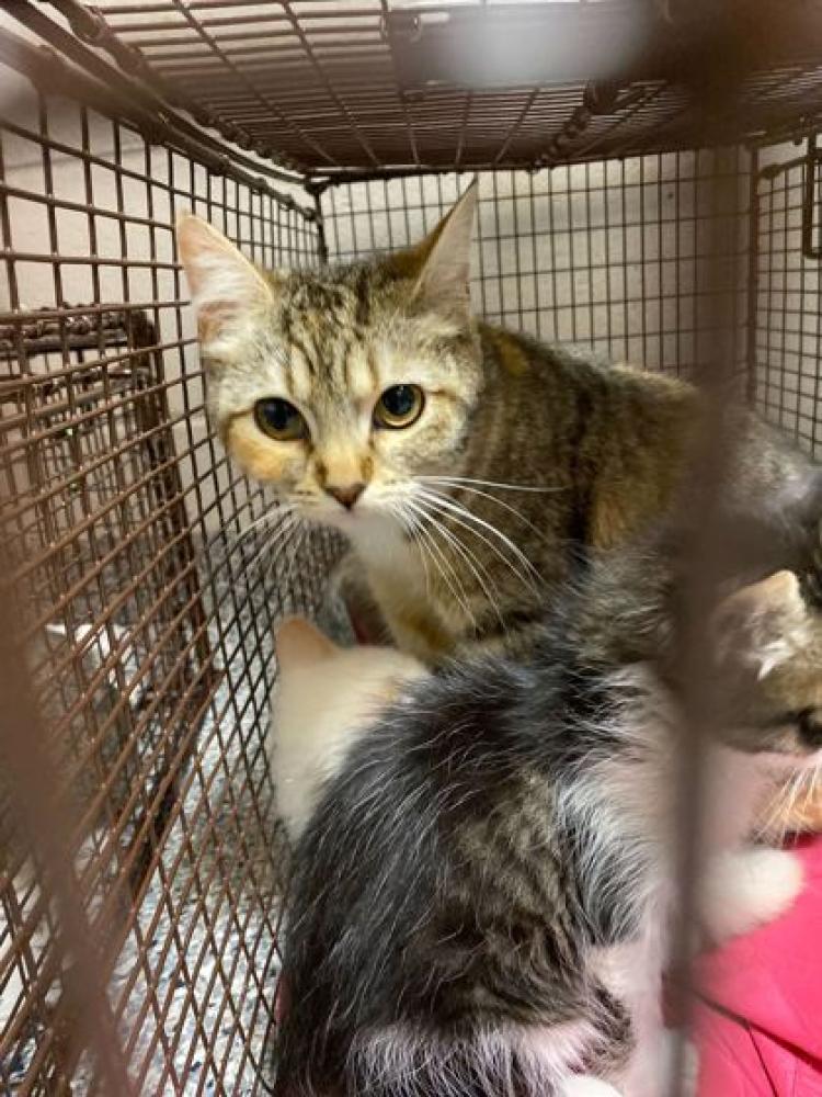 Shelter Stray Female Cat last seen Knoxville, TN , Knoxville, TN 37919