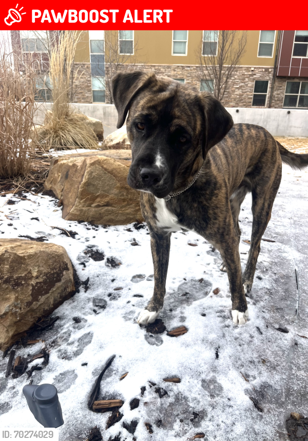 Lost Male Dog last seen woodmen and powers , Colorado Springs, CO 80908