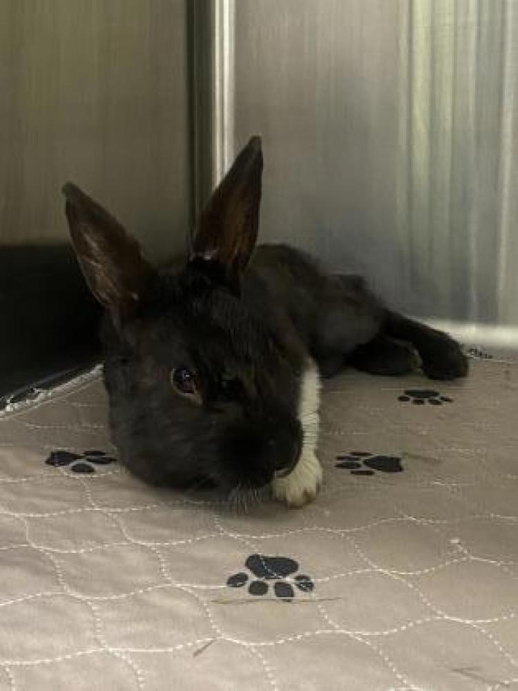 Shelter Stray Male Rabbit last seen Oakland, CA 94602, Oakland, CA 94601