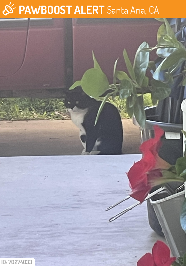 Found/Stray Unknown Cat last seen Towner and Olive streets , Santa Ana, CA 92706