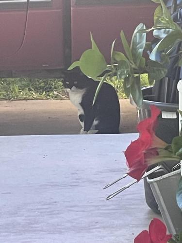 Found/Stray Unknown Cat last seen Towner and Olive streets , Santa Ana, CA 92706