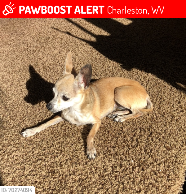 Lost Female Dog last seen Falls Run Rd, Charleston, WV, Charleston, WV 25311