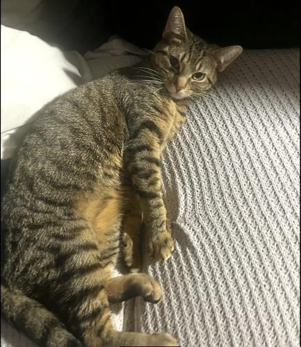 Lost Female Cat last seen E stop 13 rd , Indianapolis, IN 46142